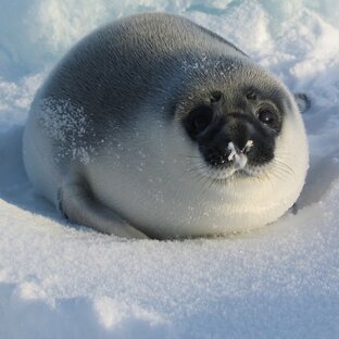 Дзен Тюленья Жижица 2.0 статистика