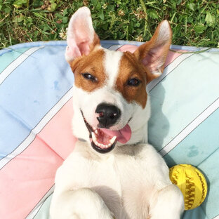 Дзен ЛОКИ БОБО статистика