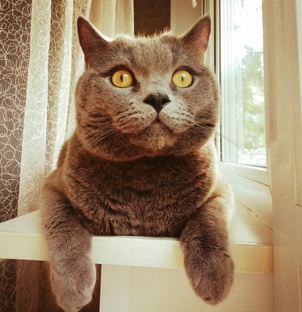 Дзен КотAкот статистика