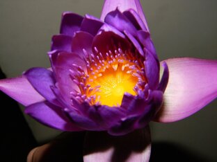 Дзен Правда жизни статистика