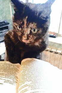 Статистика Дзен Кошка с книжкой