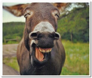 Дзен Прикольный мир статистика