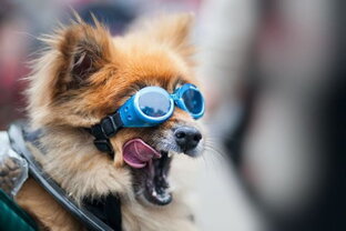 Дзен Farsh (Юмор) статистика