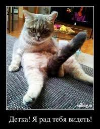 Дзен Вован Котофан статистика