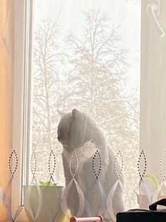 Дзен Правдивая жизнь. статистика