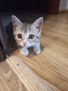 Дзен Карамелька статистика