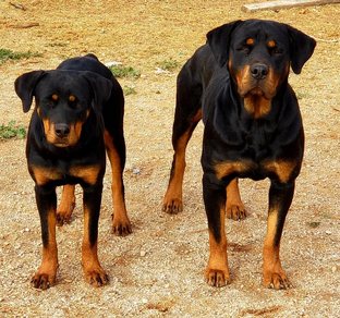 Дзен Митрофанова  статистика