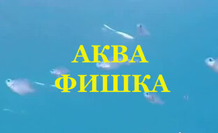 Статистика Дзен АКВА ФИШКА