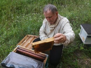 Дзен МИР ПЧЁЛ статистика