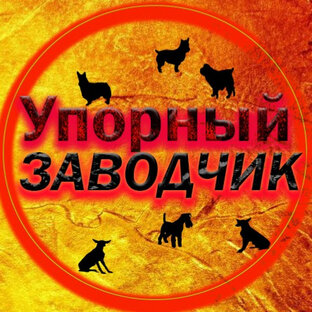 Статистика Дзен Упорный Заводчик