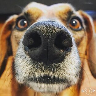 Статистика Дзен DOG56 TV