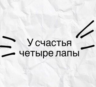 четыре лапы дзен