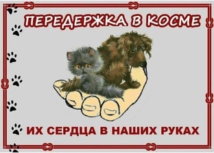 Статистика Дзен Приют для собак 🐾 инвалидов в Калининграде