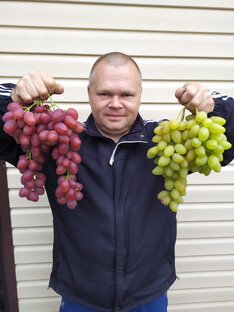 Дзен Виноград Шашаева статистика