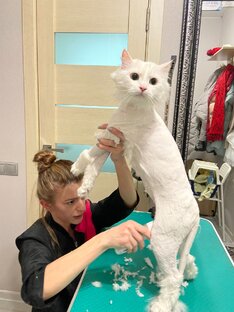 Дзен Груминг студия Честер и Ко статистика