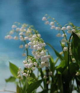 Дзен Медвежьи Байки и майсы статистика