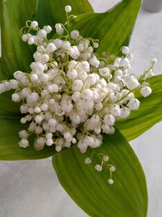 Дзен С телефона статистика