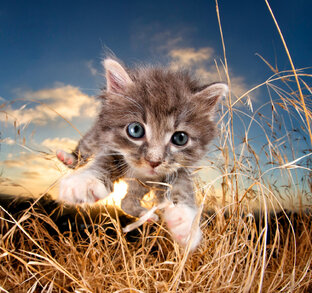 Дзен ДаYes статистика