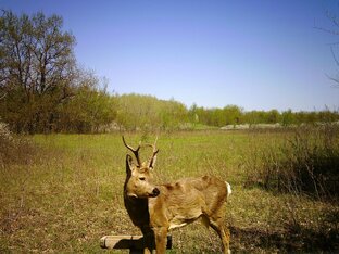 Фотоловушка