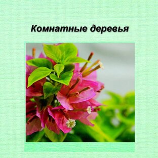 Комнатные деревья
