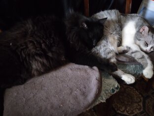 Мои коты и другие зверушки.