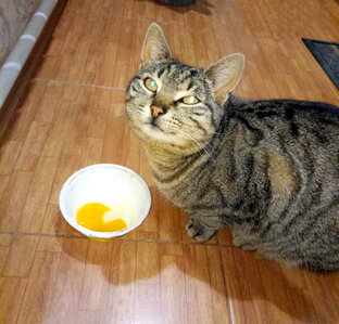 Кошки родителей