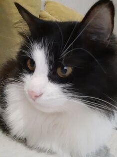 Мой помощник)