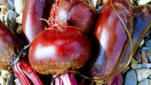 СВЕКЛА от А до Я