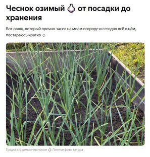 ЧЕСНОК и всё о нём от истории до хранения