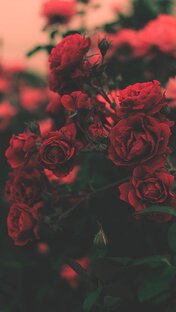 Возвращение к истокам 