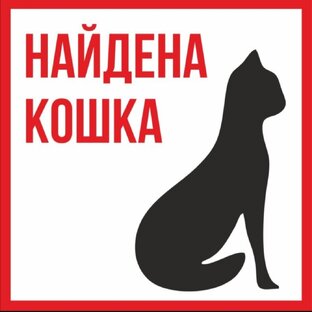 Найдены кошки! 