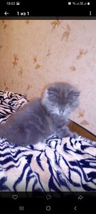 Истории про Лорда и Маркиза