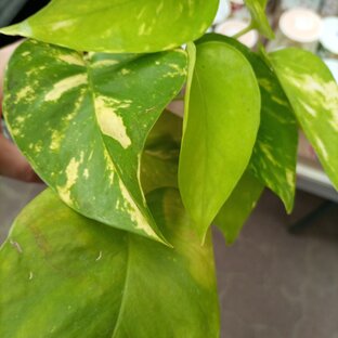 Сциндапсус.