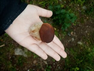 СТАТЬИ ПРО ГРИБЫ