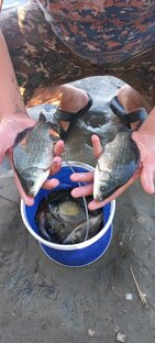 Карась, и все о его ловле!