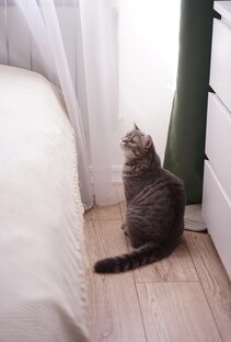 Арчибальда прекрасная