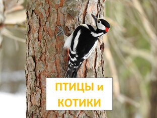 PRO ПТИЦ и КОТИКОВ
