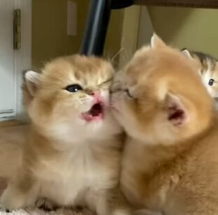 Помощь гачерам 💗