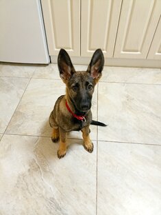 Стало 🐕‍🦺