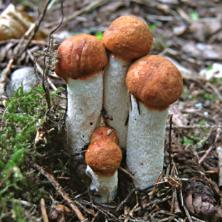 Грибы Наших лесов