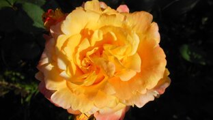 Цветы в саду. Розы, гортензии и другие многолетники 