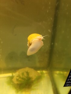 Моя разводня