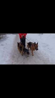С прогулки 