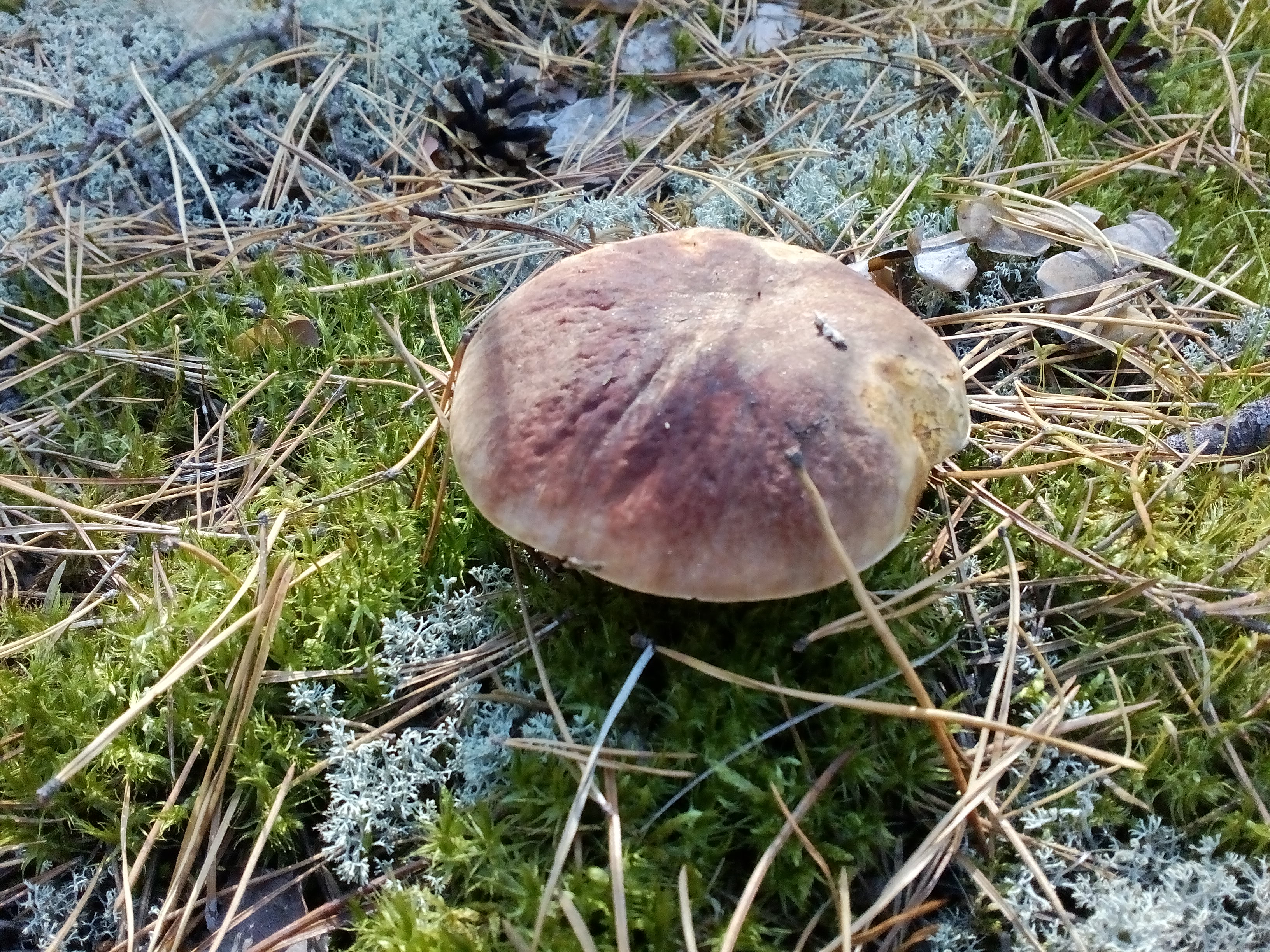 Шапочка (род грибов) — Википедия