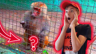 Южные Видосы