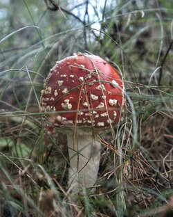 Изучая природу