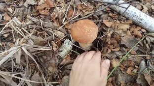 Поездки за грибами