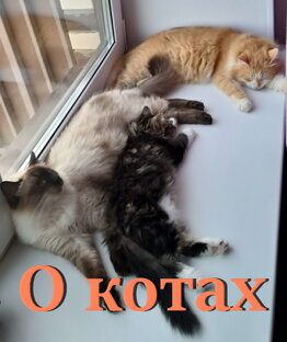 О котах