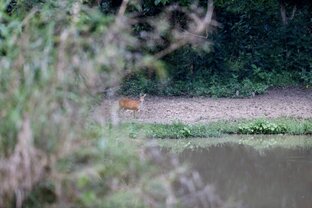 афористично