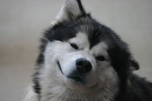 Вредные советы от Бывалого Маламута